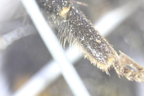 Bombus lapidarius